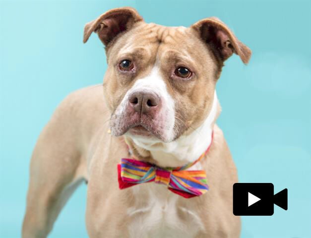 Last week's pet, still availalbe: Bella